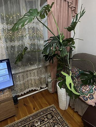 купить монстеру: Монстера деликатесная (Monstera deliciosa), крупный взрослый — 3