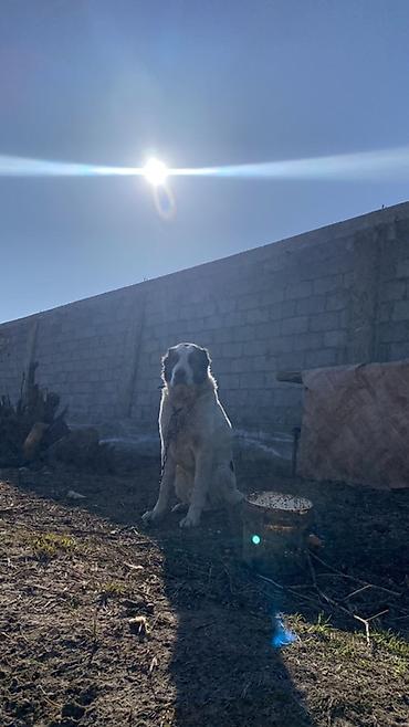 Вязка собак: Порода: среднеазиатская овчарка (алабай), . Окрас: белый с черными — 3