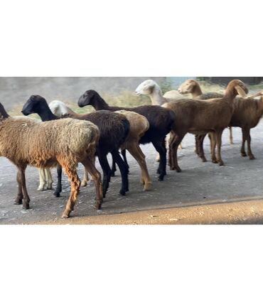 Бараны, овцы: Продаю | Овца (самка), Ягненок, Баран (самец) | Гиссарская, Арашан | Для разведения, Для шерсти