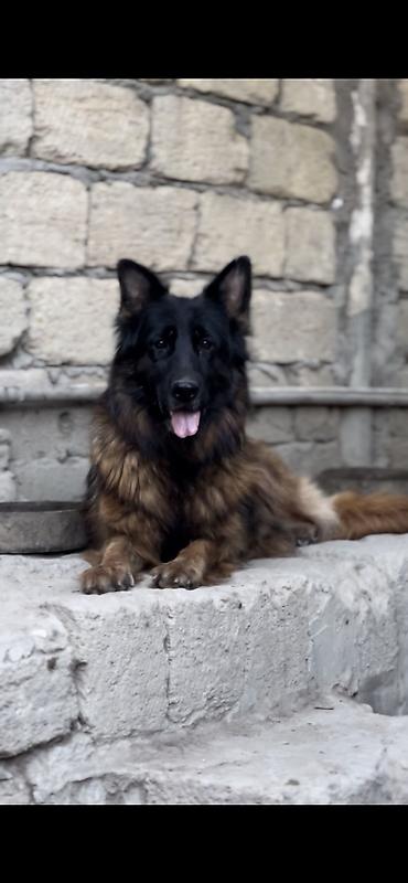 xasqi itler: Alman çoban iti, 8 il, Dişi, Sənədli — 1