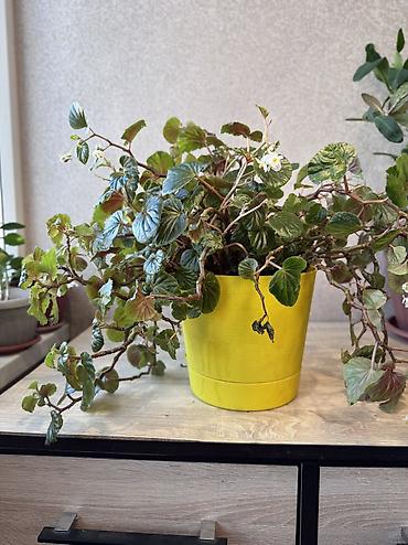 Денежное дерево: - Денежное дерево (Крассула овата) 70см — 2900 - Герань (Пеларгония) — 14