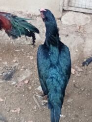 Toyuqlar: Heyratı toyuq satılır bir ədədi 60 manatdır tam sağlamdır türk sortudu -da lalafo.az — 9 Toyuqlar: Heyratı toyuq satılır bir ədədi 60 manatdır tam sağlamdır türk sortudu — 9