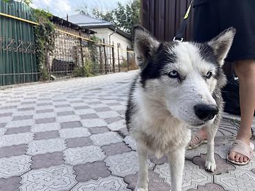 породистые кошки бишкек: Сибирский хаски, кобель. Классический окрас: черно-белый с яркими — 5