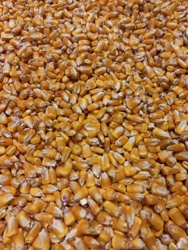 купить кукурузу на корм: Продаю кукурузу рушенную сорт Пионер, высший сорт, есть объём в