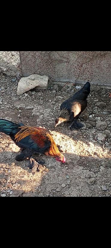 Kənd təsərrüfatı quşları: Toyuq, Damazlıq — 1