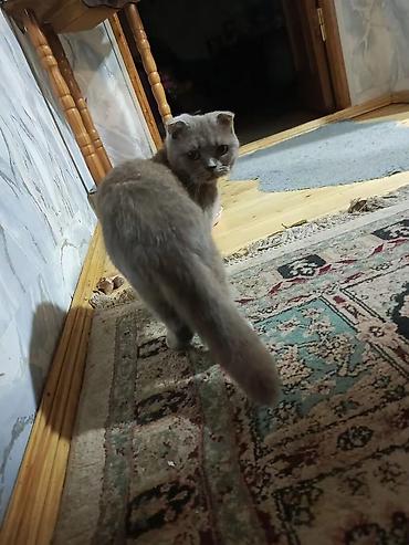 Pişiklər: Şotland — 13