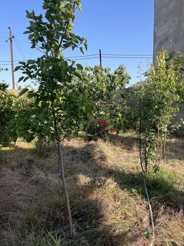 Bağ evlərinin satışı: Bakı, Binəqədi qəs., 500 kv. m, 6 otaqlı, Hovuzsuz, Kanalizasiya, Kombi, Telefon -da lalafo.az — 29 Bağ evlərinin satışı: Bakı, Binəqədi qəs., 500 kv. m, 6 otaqlı, Hovuzsuz, Kanalizasiya, Kombi, Telefon — 29