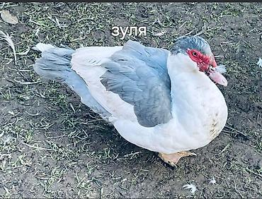 Другие с/х животные: Мускусные утки (индоутки), разные окрасы. - Порода/типы: венгерские — 12