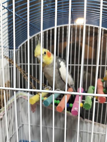 taxta qəfəs: Nimfa (cockatiel) cütü və tam avadanlıqlı qəfəs dəsti - Növlər: Nimfa — 5