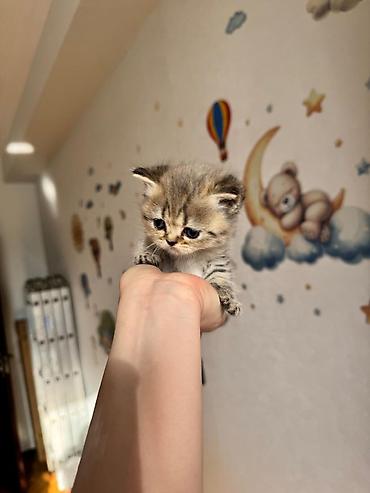 Кошки: Золотая шиншилла, Самец, Самка — 8