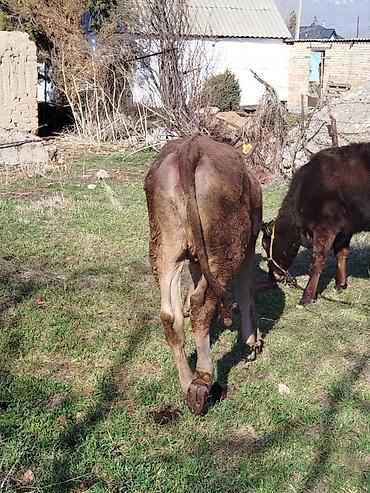 Коровы, быки: Продаю | Тёлка | Полукровка | На откорм | Привязанные — 6