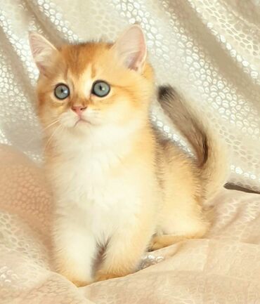 Pişiklər: Şotland, Dişi, Yaxşı əllərə, Ünvandan götürmə, Pulsuz çatdırılma, Ödənişli çatdırılma — 30