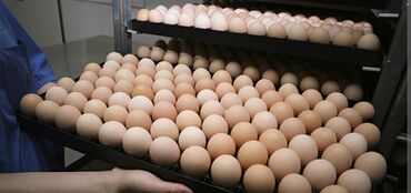 купить яйцо инкубационное бройлерное: Продаю оптом, мелким оптом и в розницу яйцо. Работаем с магазинами