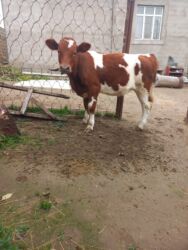 simmental inək satılır: Disi simmental duye damazlig