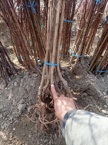 Малина: Малина — 19