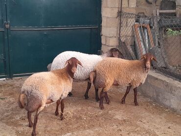 Коровы, быки: Самка, Qala, лет: 1, 65 кг, Для разведения