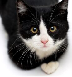 померанский шпиц купить: Erkək, Yaxşı əllərə, Ünvandan götürmə