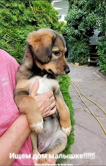 сколько стоит собака мопс: Собака даром: Дворняжка, 4 месяца, Самка — 4