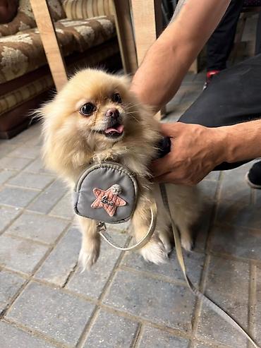heyvan sekilleri yukle: 🐶 Satılır – Çox Şirin Dişi Pomeranian (Spitz) 🐶 2 yaşlı, dişi, çox — 3