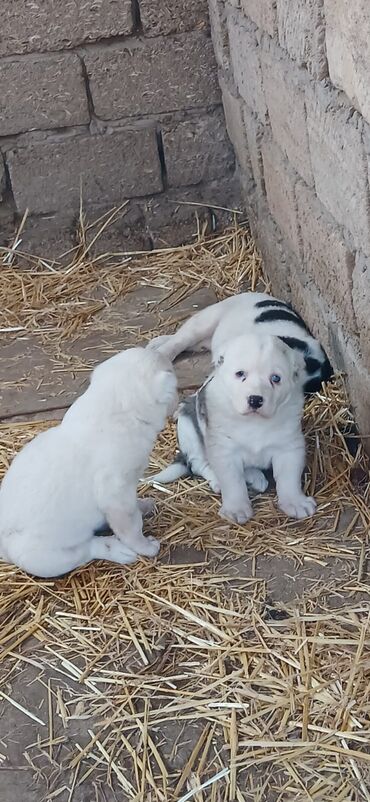 İtlər: Alabay, 1 ay, Erkek, Peyvəndli, Ödənişli çatdırılma — 3