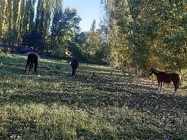 куда можно отдать собаку в бишкеке: Продаю | Жеребенок | Для разведения — 7