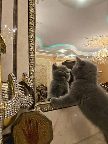 Кошки: Британская, В добрые руки — 3