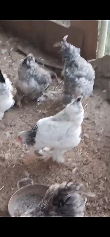 bildircin əti satisi: Toyuq, Brama, Damazlıq — 2