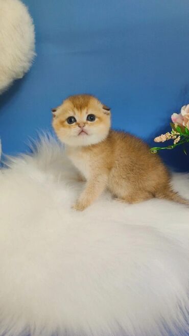 шотландский котята: Шотландские котята в окрасе золотая шиншилла. ждут свои семьи