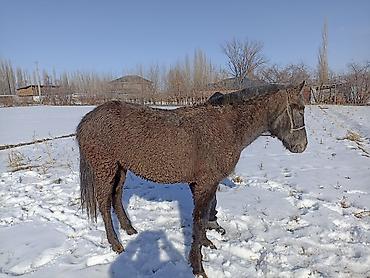 Лошади, кони: Продаю | Кобыла (самка) — 2