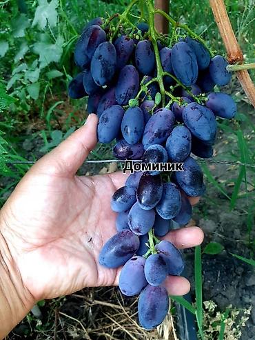 Виноград: НОВИНКИ СЕЛЕКЦИИ ВИНОГРАДА ПРЕМИАЛЬНОГО УРОВНЯ ! ДОМАШНИЙ СЛАДКИЙ — 12