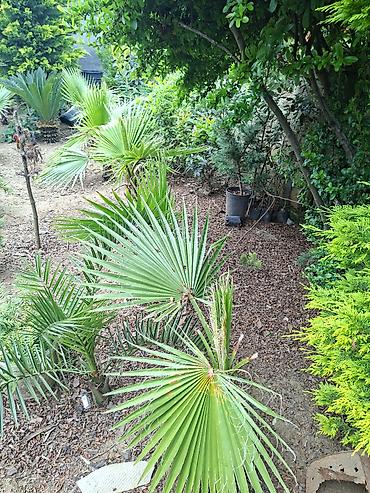 Ağaclar: Ağac, gullerin satişi Finik 7m., 200m., 400m., 500m. Цена договорная — 10