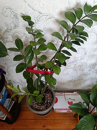 ev bitkisi: Zamioculcas (ZZ bitkisi) – dekorativ ev bitkisi - Boy: təxminən 70–90 — 4
