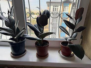 Фикустар: Фикусы эластика (Ficus elastica) в горшках - Вечнозелёные — 1