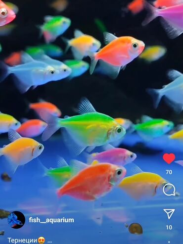 аквариумная рыбка: Тернеции аквариумные рыбки