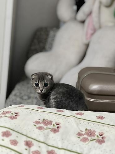 Продажа кошек: Скотиш Фолд (Шотландская вислоухая), 2 месяца, Мальчик, Серый, Приучена к лотку — 2