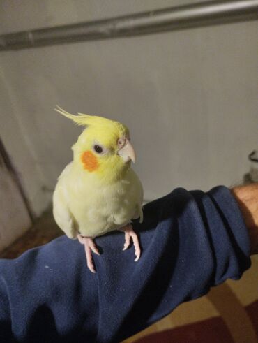 Tutuquşları: Növ: Nimfa tutuquşu (cockatiel), açıq sarı rəng, yanaqlarda narıncı — 6