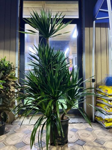 Драцены и Сансевиерии: Драцены и Сансевиерии — 9