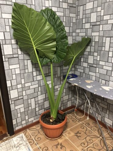 Алоказии: Алоказия — это декоративное растение с крупными, глянцевыми листьями — 3