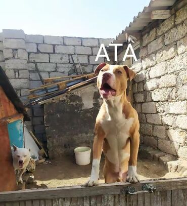 haski itləri: Pitbul, 1 ay, Dişi, Ödənişli çatdırılma