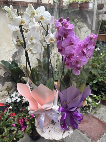 Otaq bitkiləri: Vatsapp mövcuddur!. Çatdırılma metrolara, Şamaxinkaya mövcuddur və -da lalafo.az — 1 Otaq bitkiləri: Vatsapp mövcuddur!. Çatdırılma metrolara, Şamaxinkaya mövcuddur və — 1