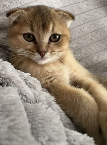 Pişiklər: Şotland yastı qulaq, Erkək, Yaxşı əllərə — 3