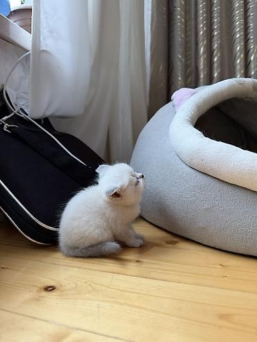 Pişiklər: Britan — 9