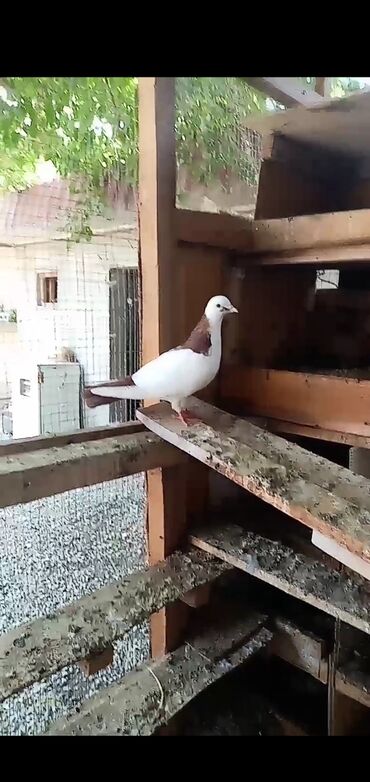 30 manat erkekdi qusda Berdededi xahis edirem elan diqqetle oxuyun