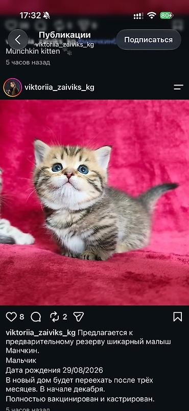 Продажа кошек: Манчкин. Кошка такса. Короткие лапки. Питомник кошек предлагает к — 1