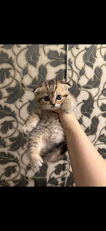 Кошки: Шотландская, Самец, Самка, В добрые руки, Бесплатная доставка, Доставка в районы, Самовывоз — 1