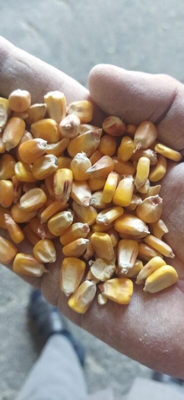 зерно кукуруза: Куплю кукурузу
