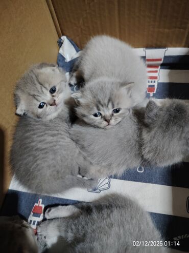 Pişiklər: Boz rəngli balaca pişiklər – yumşaq tüklü, iri qara gözlü, qısa — 13