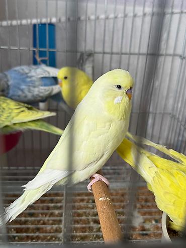 cex quşlar: Cex balalar ve 1 sari qizgin cute hazir erkek 2 vistivka — 10