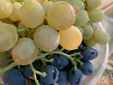 Фрукты и ягоды: Черенки винограда для проращивания из них саженцев. Имеется около 10 — 6