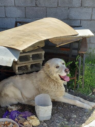 Собаки: Продам цена 5 т Алабай чистокровный Кобель